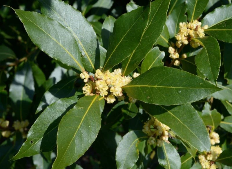 Wawrzyn szlachetny rzadko kwitnie w warunkach domowych