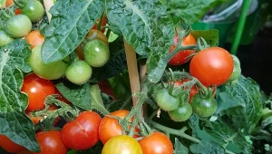 Pomidor 'Pokusa' owocuje w gronach tak licznych i ciężkich, że solidna podpora to podstawa, inaczej wiotkie pędy popękają.