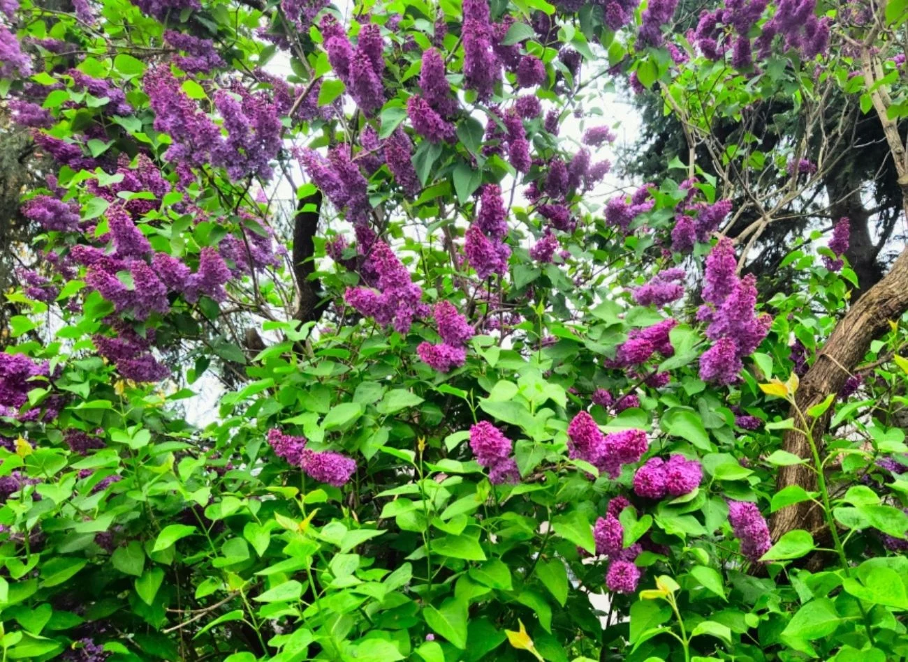 Bez lilak zachwyca nie tylko wyglądem, ale również zapachem
