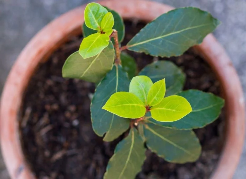 W naszym klimacie drzewko laurowe uprawiamy w doniczkach