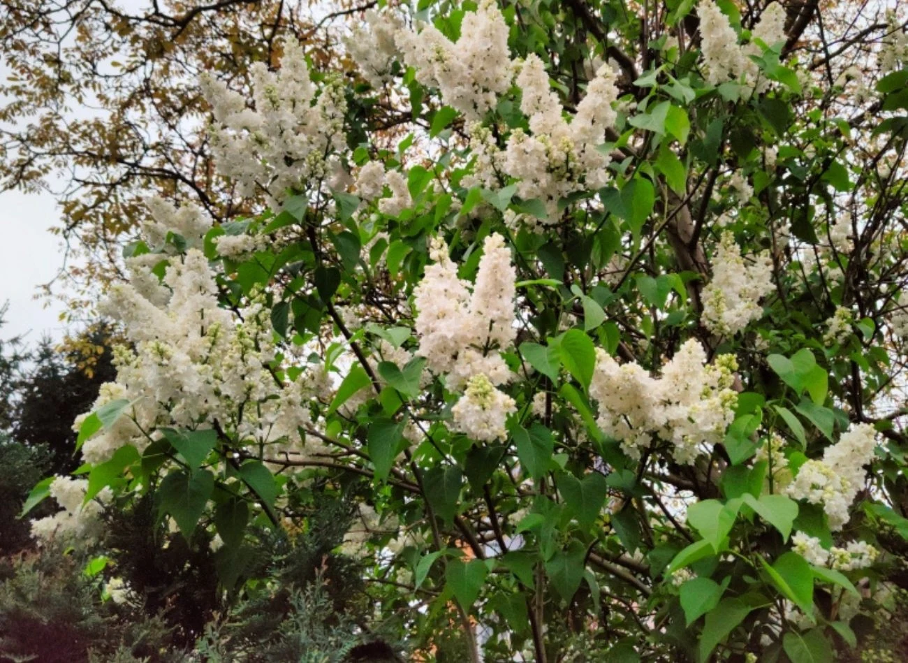 Rozmnażanie bzu powinno się przeprowadzać późną wiosną lub wczesnym latem