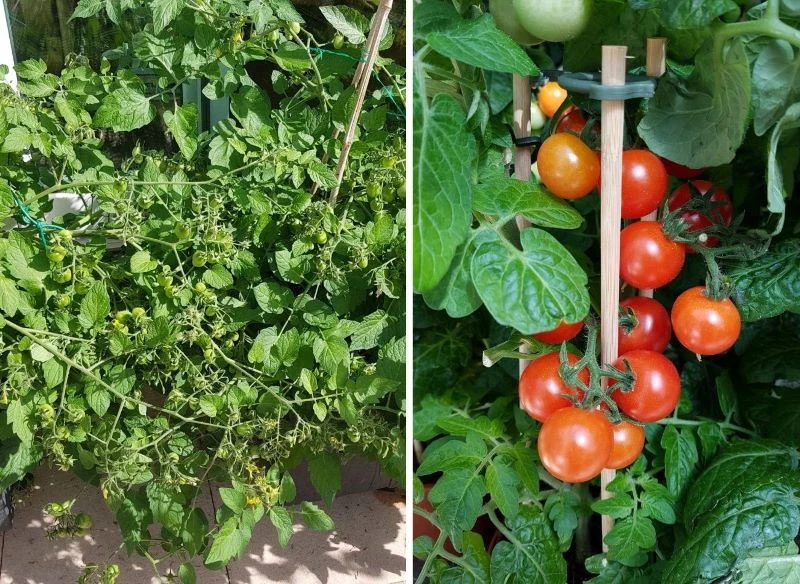 Zielone owoce na krzakach dojrzewają niemalże równocześnie w gronach po 10, a nawet 25 sztuk