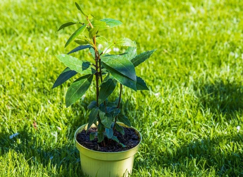 Latem liść laurowy można wystawiać na zewnątrz