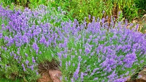 Chcesz, by gęste kępy lawendy obsypały się kwiatami? Zrób domową odżywkę.