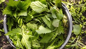 Gnojówka z pokrzywy zawiera kluczowe dla rozwoju roślin mikro i makroelementy. Jak zrobić dobra gnojówkę?