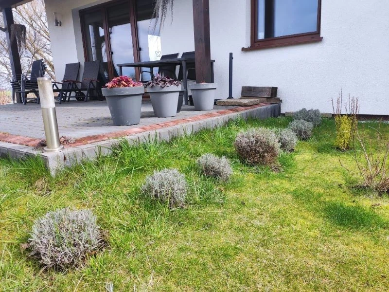 Przycinając lawendę wiosną, najlepiej nadać jej kształt kuli