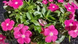 Katarantus różowy bujnie kwitnie przez całe lato, aż do pierwszych przymrozków.