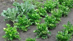 Sprawdź, co posadzić obok selera, żeby był duży i smaczny.