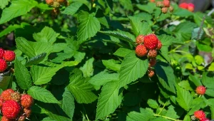 Ściółkowanie malin przynosi wiele korzyści dla roślin i ma ogromne znaczenie podczas owocowania.