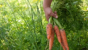 Nadszedł idealny czas na wiosenny siew marchwi - trzymaj się najważniejszych zasad, a już niedługo wyrosną ci smaczne i dorodne okazy, nie stracisz ani jednej siewki.