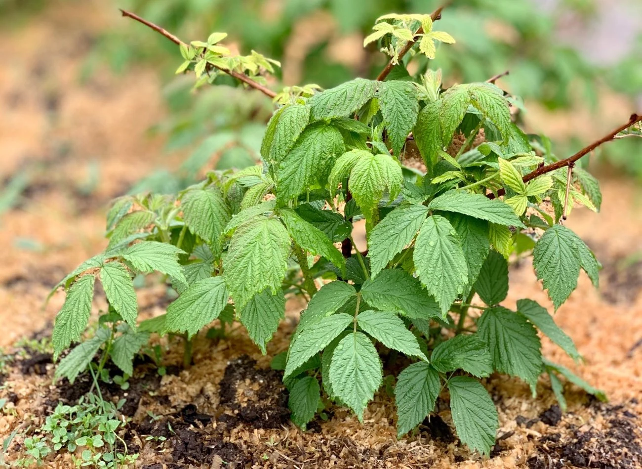 Ściółkowanie malin pozwala na wyeliminowanie chwastów