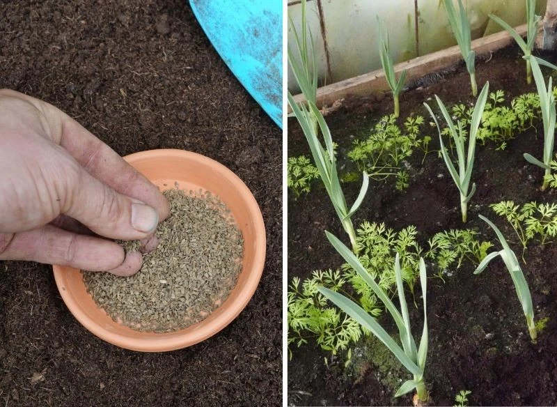 Wysiewaj nasiona marchewki ostrożnie, pilnując odległości pomiędzy rzędami