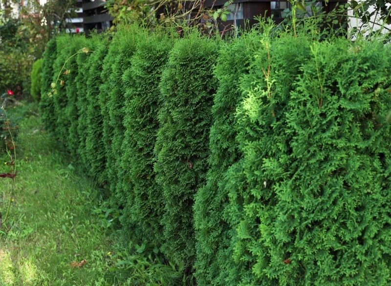 Wiosną tuje potrzebują azotu, by się pięknie zazielenić