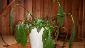 Podpowiadamy, jak odratować marniejący skrzydłokwiat, aby znów stał się wizytówką domu.