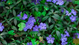 Barwinek pospolity to jedna z piękniejszych roślin okrywowych. Kiedy można go sadzić do gruntu?