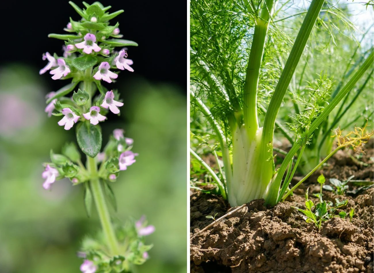 Macierzanka cytrynowa i koper włoski to jedne z wielu roślin, których zapachu osy nie znoszą