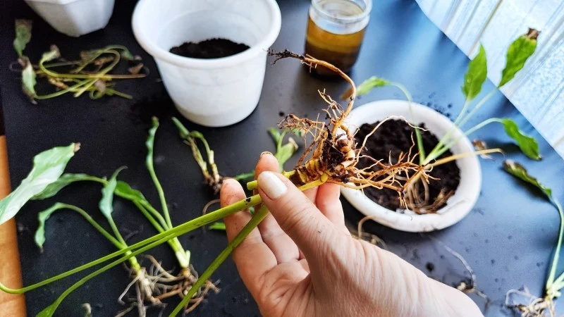 Aby uratować skrzydłokwiat, warto przeprowadzić kąpiel korzeni