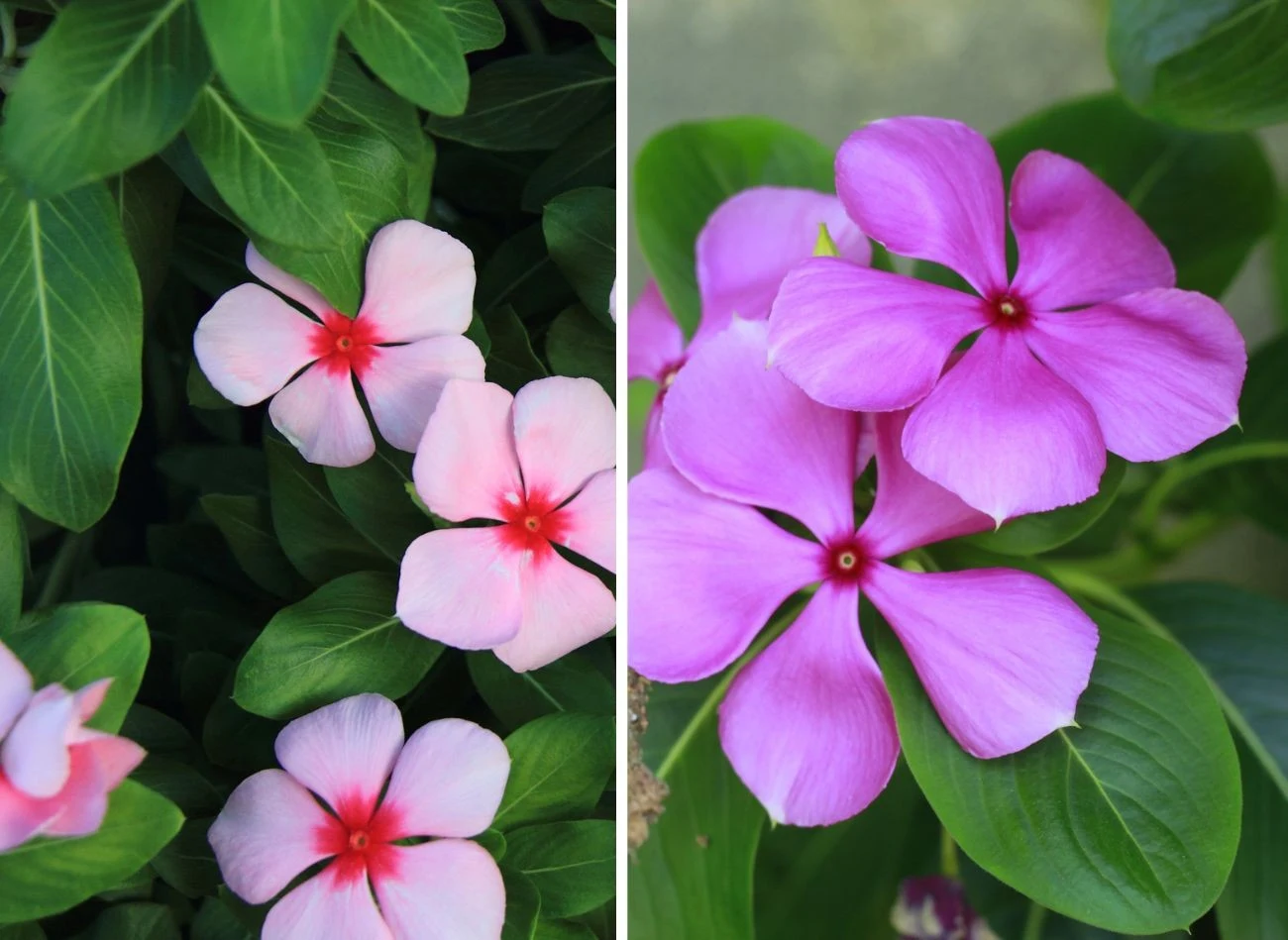 Barwinek pospolity ma wiele odmian o pięknych, kolorowych kwiatach