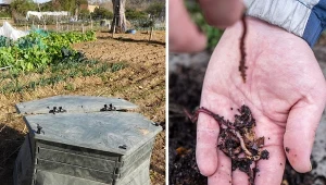 Dżdżownice kalifornijskie w kompostowniku przyspieszają proces produkcji nawozu, poprawiają jego skład i strukturę. Warto je dokarmiać, aby uzyskać wermikompost najwyższej jakości. Fot. johnalexandr/huertinadetoni/123rf.com