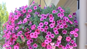 Kwiaty wylewające się z wiszącej donicy przykuwają wzrok nawet z daleka.