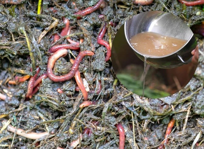 Podlewanie kompostu, w którym bytują dżdżownice płynnym miksem najróżniejszych resztek z twojej kuchni to zastrzyk pokarmowy, który zmobilizuje stw...