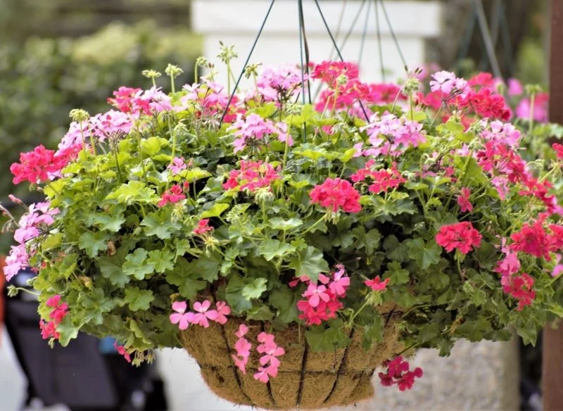 Kwiaty w wiszących donicach mogą szybko przesychać