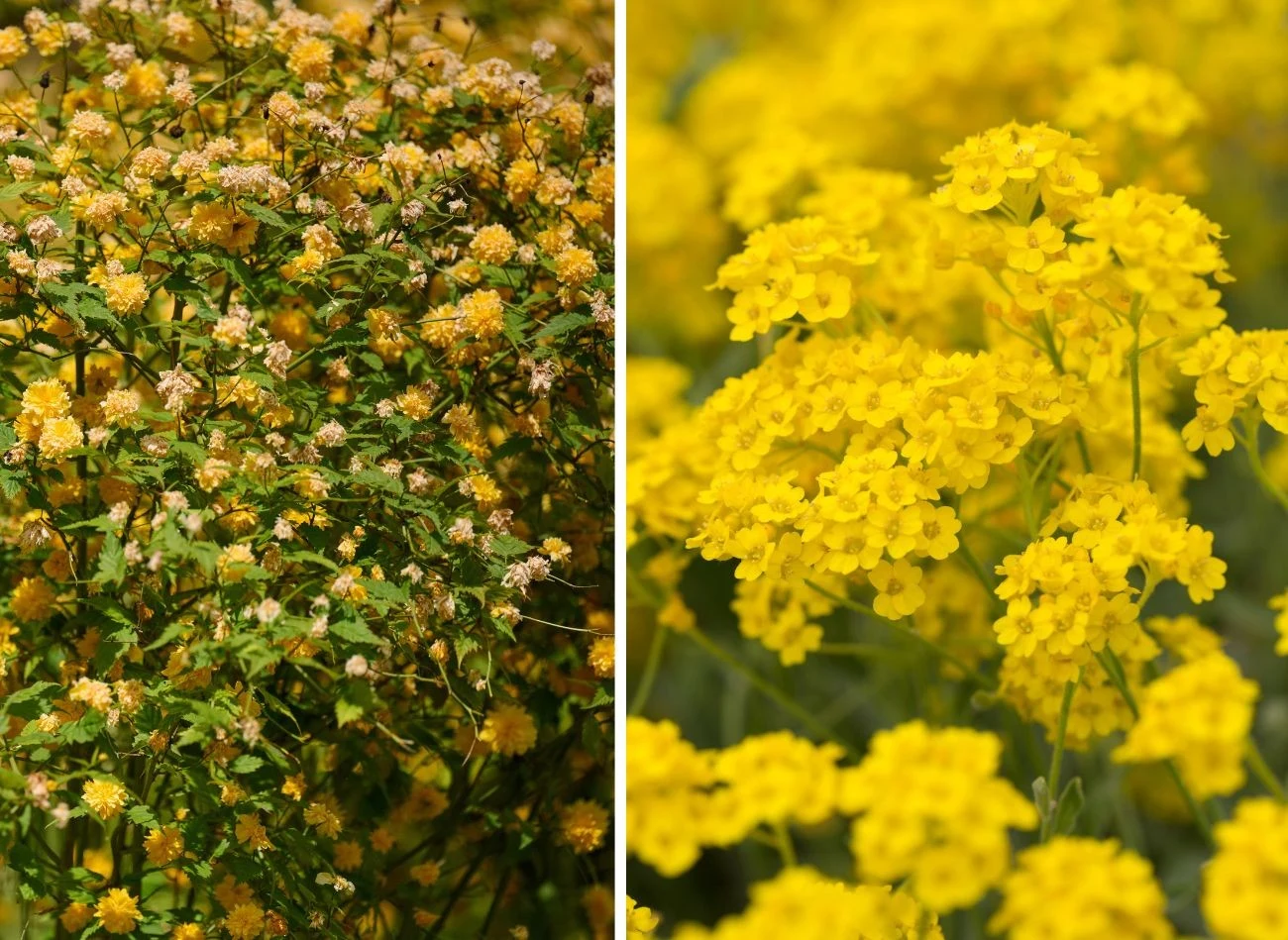 Złotlin i smagliczka skalna to kwiaty, które przyciągają biedronki