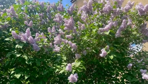 Nie popełniaj tych błędów w uprawie bzu lilaka, a zachwyci obfitym kwitnieniem./Deccoria.pl
