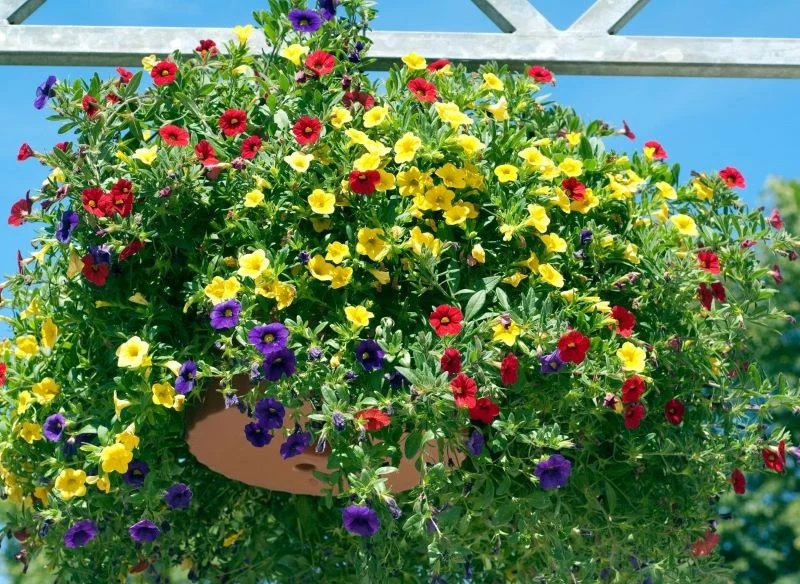 Kalibrachoa zachwyca intensywnymi kolorami