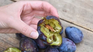 Sprawdź, skąd się biorą robaki w owocach oraz co zrobić, żeby ich nie było.