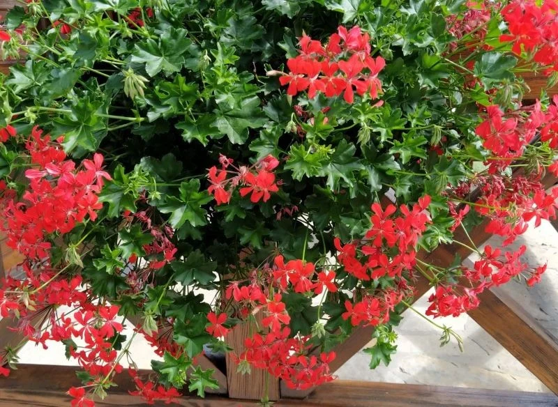 Pelargonia bluszczolistna jest piękna i niewymagająca