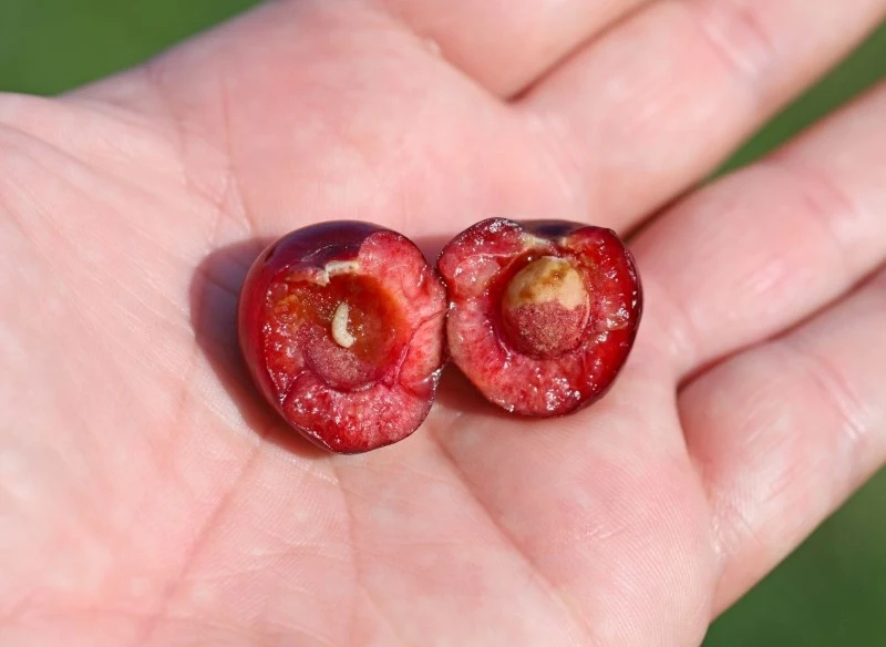 Robaki w czereśniach i śliwkach to efekt żerowania nasionnicy trześniówki