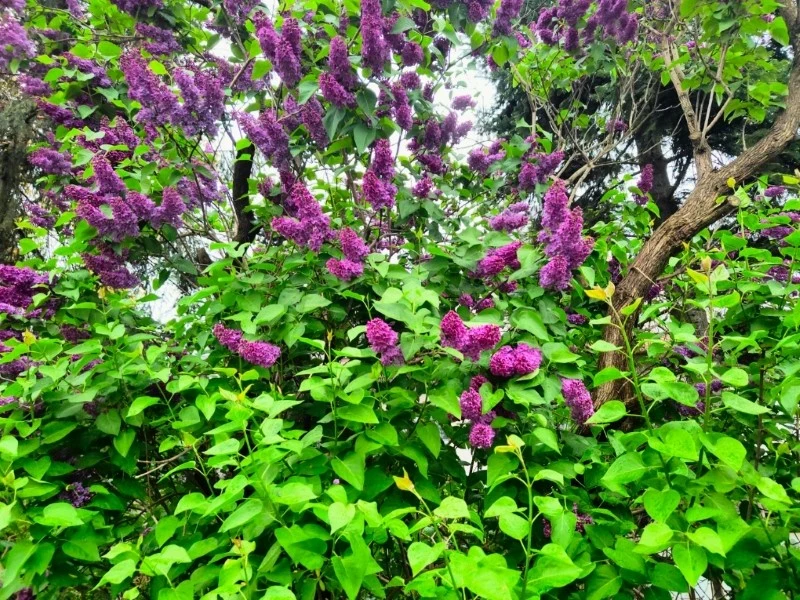 Aby móc obficie kwitnąć, bez lilak wymaga corocznego cięcia