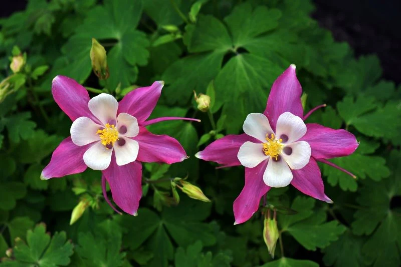 Istnieje wiele odmian orlików, więc każdy ogrodnik wybierze coś dla siebie