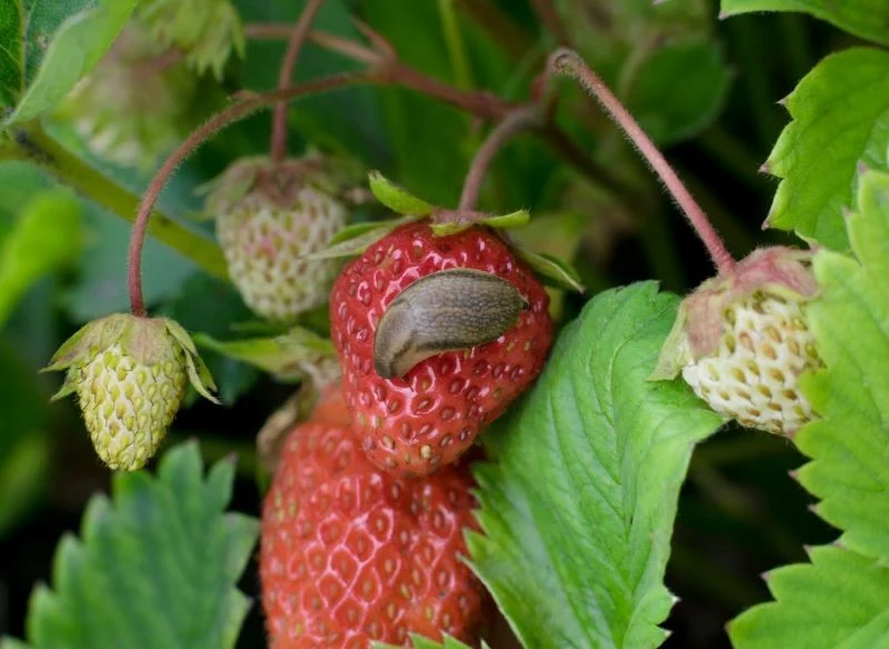 Orliki warto siać blisko truskawek, by odstraszyć ślimaki