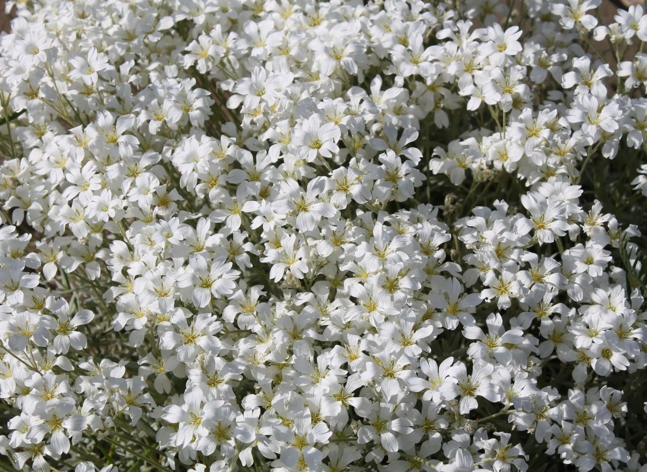 Niektóre odmiany rogownicy kwitną aż do sierpnia