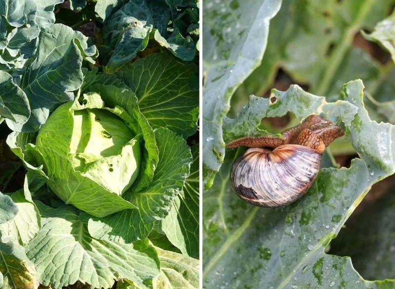 Ślimak na kapuście czy warzywach liściastych jest jak wierzchołek góry lodowej - to doskonale widoczny szkodnik, ale jednocześnie niewielki problem...