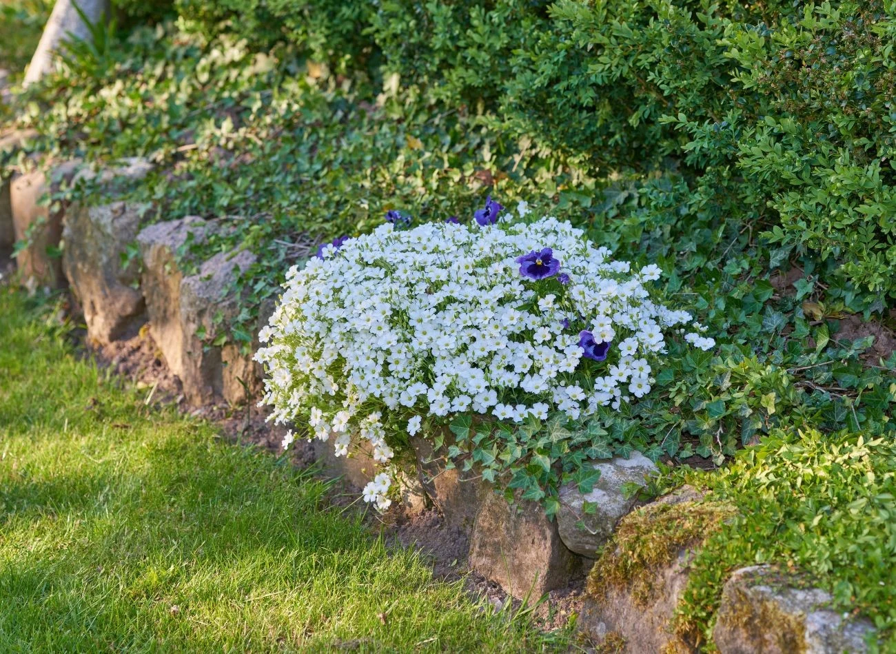 Rogownica kutnerowata doskonale sprawdzi się na obwódkach rabat