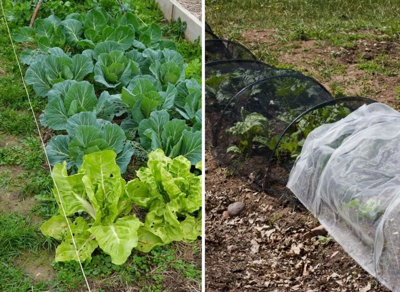 Przygotowanie osłony tiulowej nie kosztuje wiele, a efektywność takiego rozwiązania jest duża