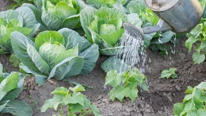 Nawożenie kwaskiem cytrynowym stymuluje wzrost roślin oraz usprawnia ich procesy metaboliczne, dzięki czemu możemy uzyskać bogate plony.