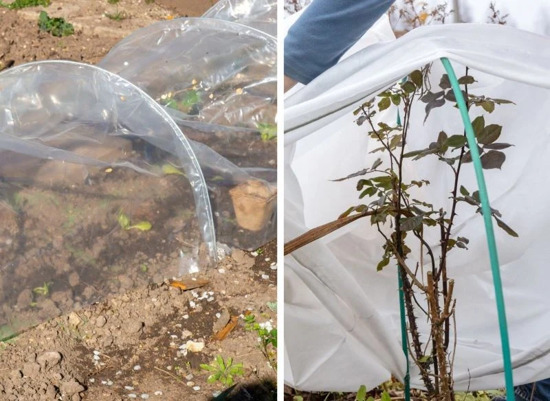 Nad dłuższymi grządkami można rozstawić specjalne osłony, a pojedyncze krzewy należy ukryć włókniną ogrodową