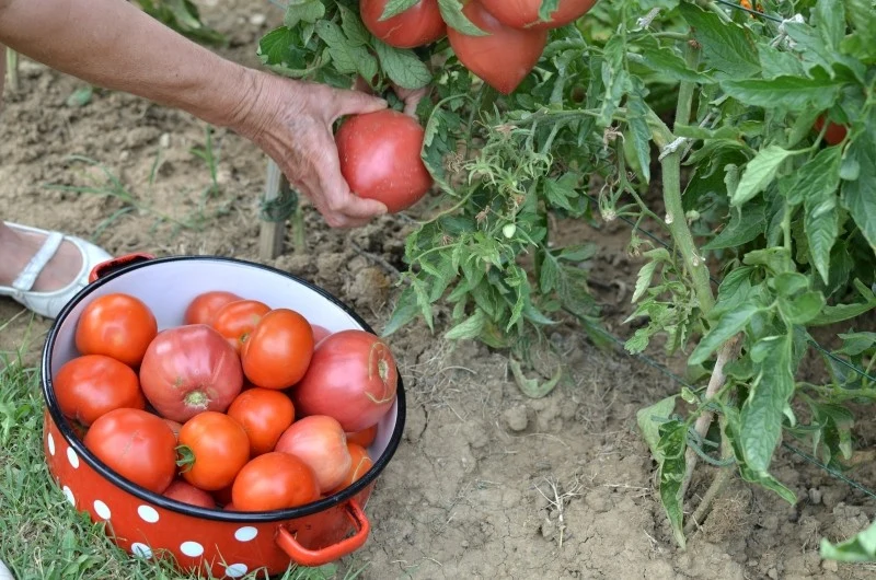 Kwasek cytrynowy pomaga zwiększyć plony, nawet o 300 proc