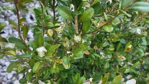 Czy ćmę bukszpanową można zwalczyć domowymi metodami?/deccoria.pl
