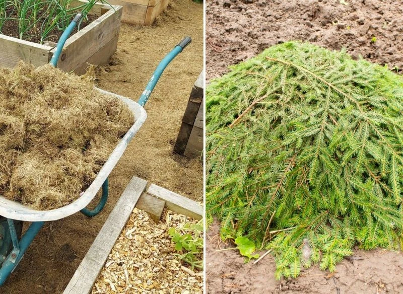 Naturalny okład dla roślin to najlepszy sposób ochrony przed zbyt szybkim uciekaniem ciepła z gruntu w zimną noc
