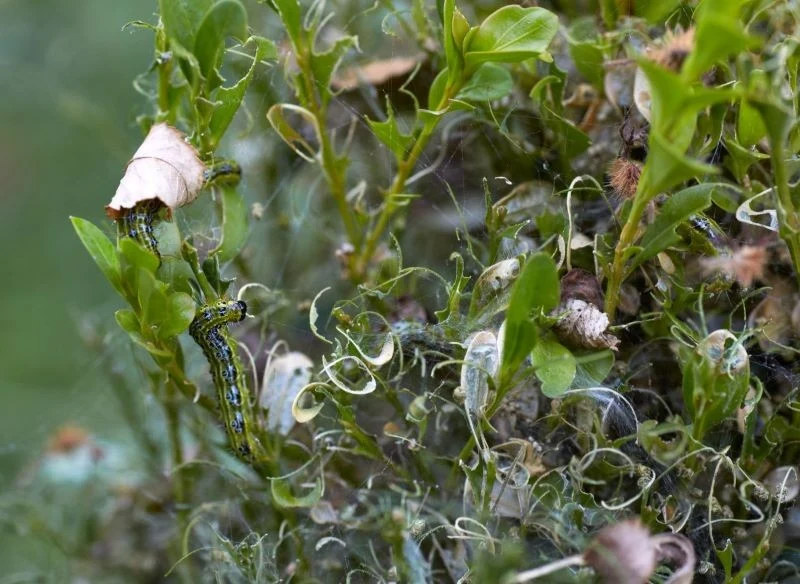 Przez larwy ćmy możemy stracić całe szpalery bukszpanów