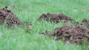 Z korytarzy wykopanych przez krety bardzo często korzystają również nornice, kolejny wróg ogrodników.