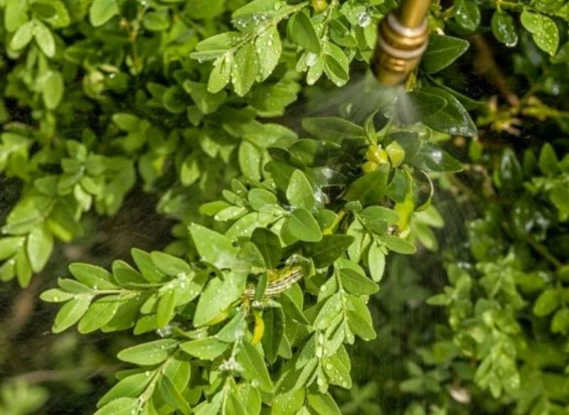 Zaatakowane przez ćmę bukszpanową krzewy możemy polewać silnym strumieniem wody, a następnie zbierać gąsienice i się ich pozbywać