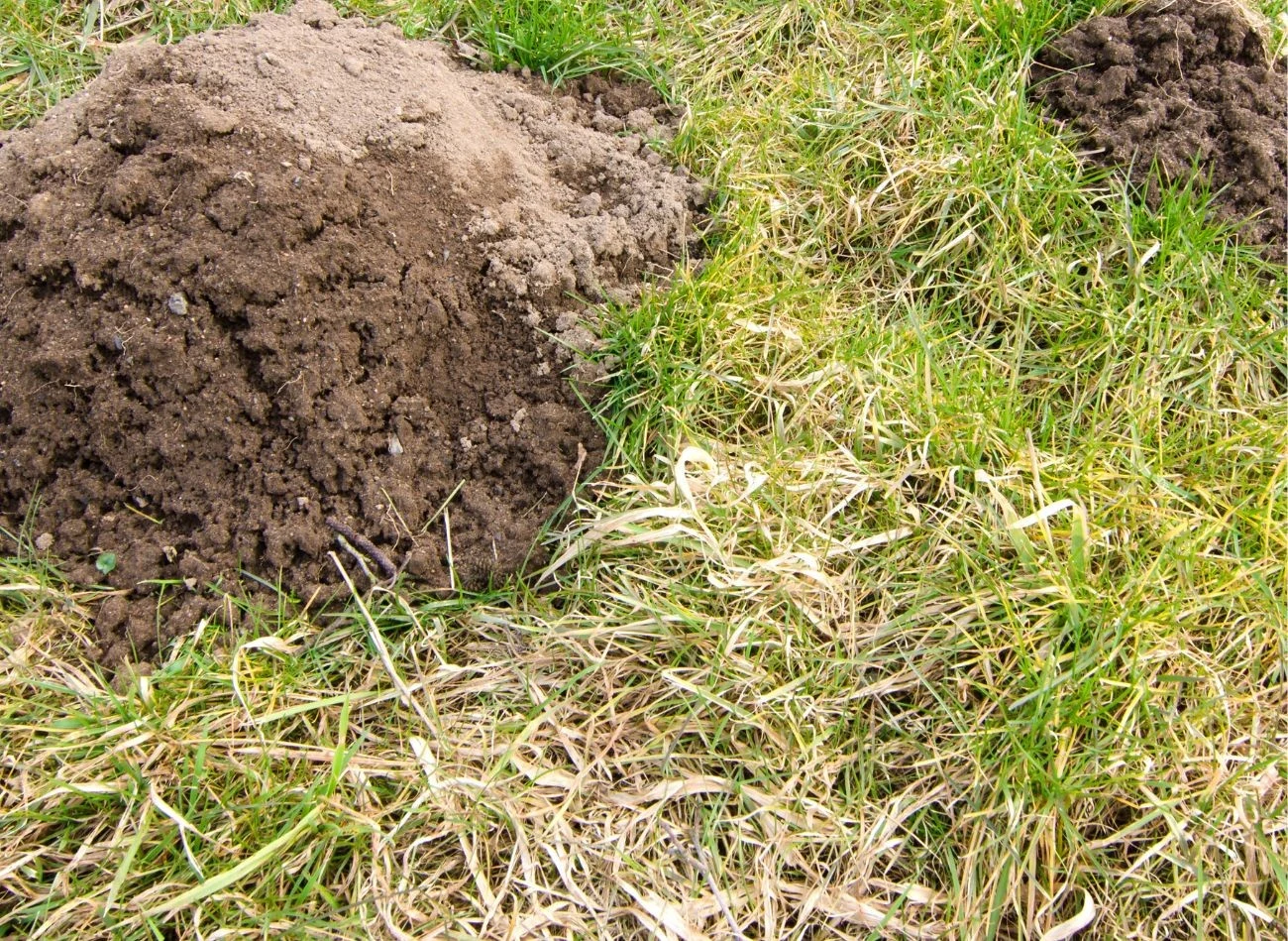 Istnieje wiele humanitarnych i naturalnych sposobów, które pozwolą pozbyć się kreta z ogrodu Fot