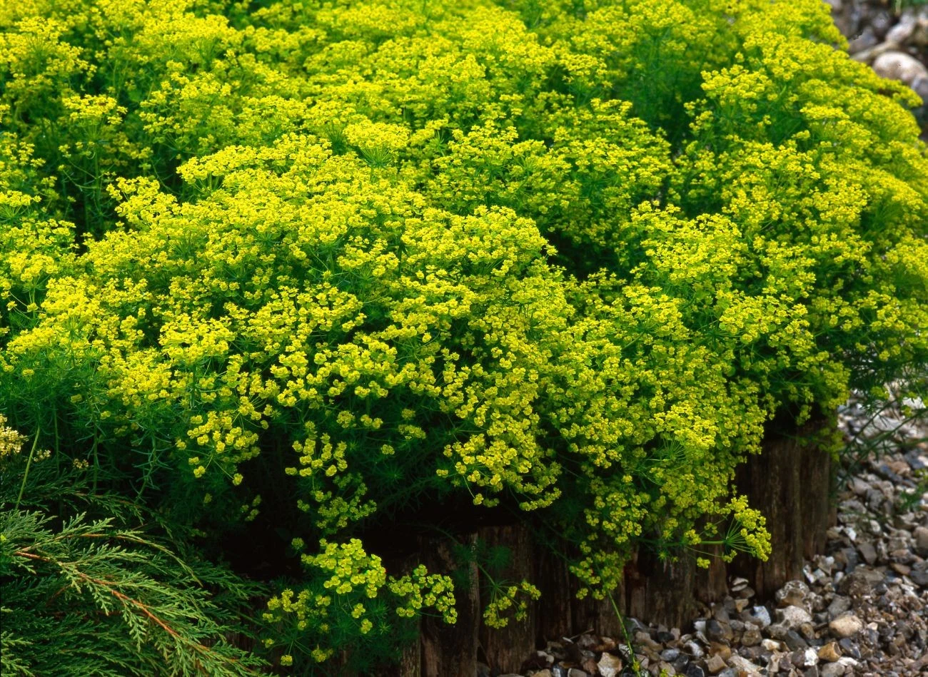 Warto posadzić w ogrodzie wilczomlecz, gryzonie nie znoszą jego zapachu