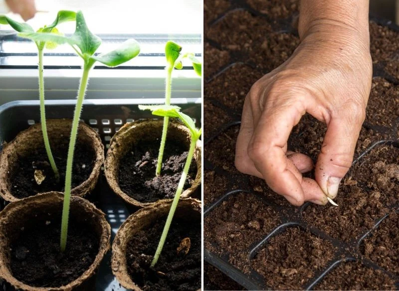 Szykując rozsadę warto dobrze dobrać pojemnik